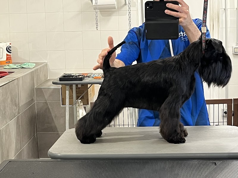 Toelettatura professionale decimo meridio