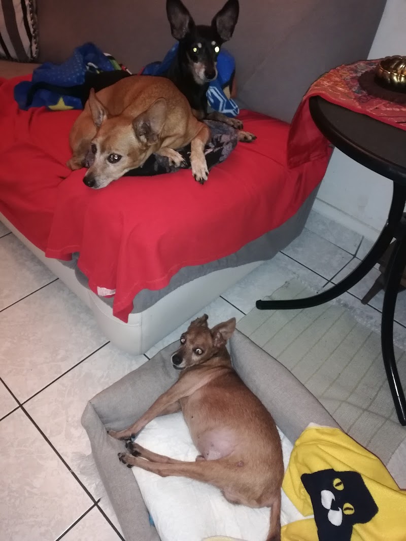 Ambulatorio Veterinario Dott.ssa Valeria Callori di Vignale
