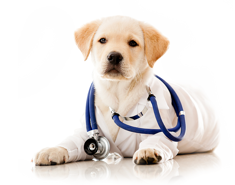 Veterinario Dott.ssa Chiara Martellucci