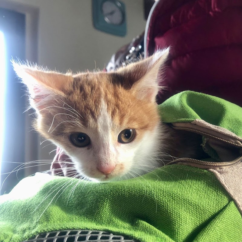 Sos Veterinaria