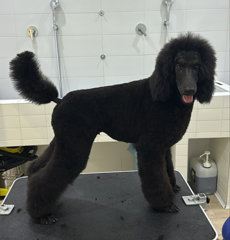 Cosmo Dog Toelettatura