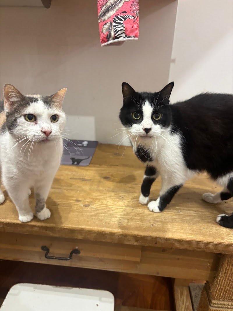 Milena e Diego cat e dog sitter Roma (no pensioni)