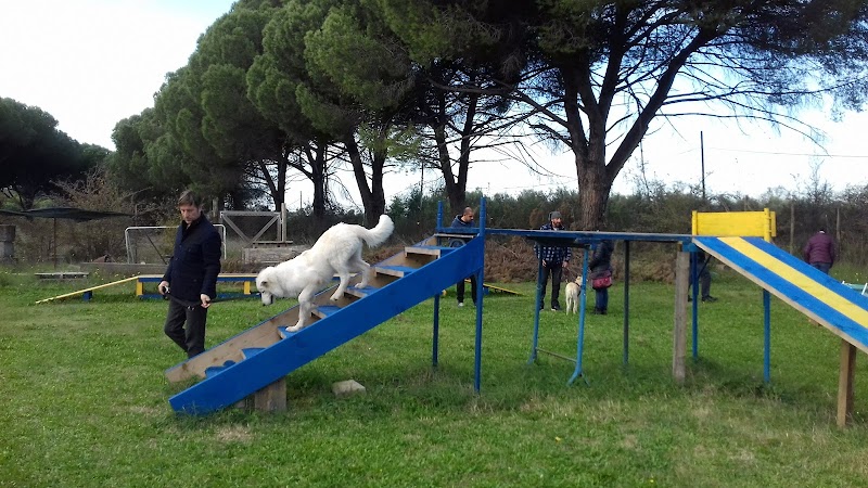 Centro Di Psicologia Canina Roma - Addestramento Cani