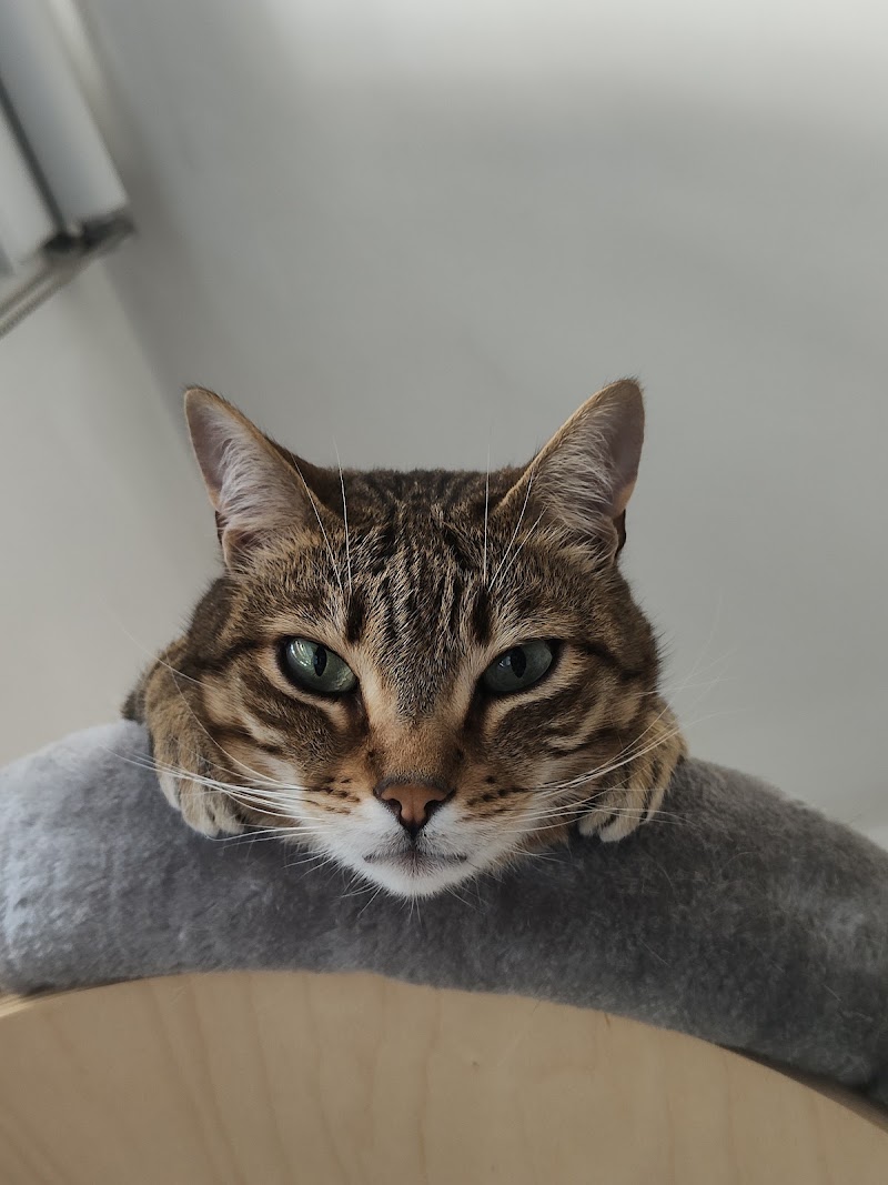 Pet Sitter Roma Cat e Dog Sitter