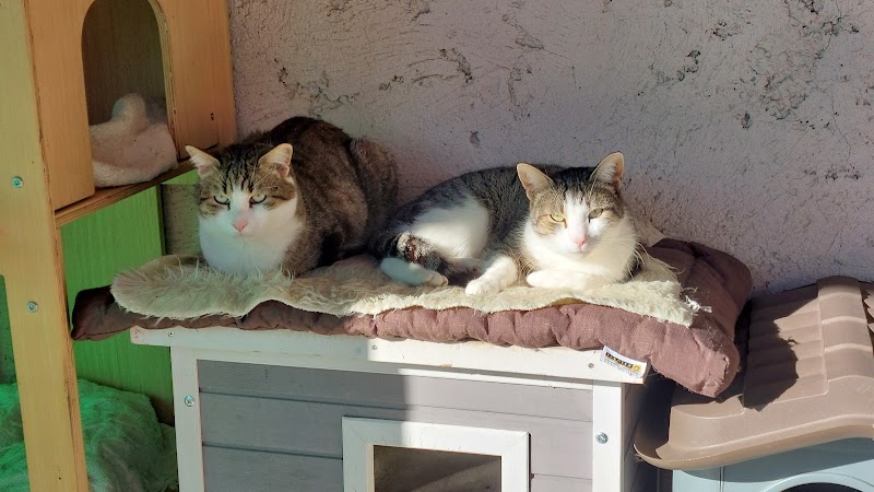 Oasi Felina di Porta Portese