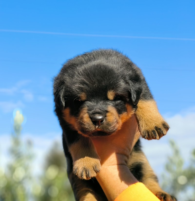 Allevamento Rottweiler Domus Bardi