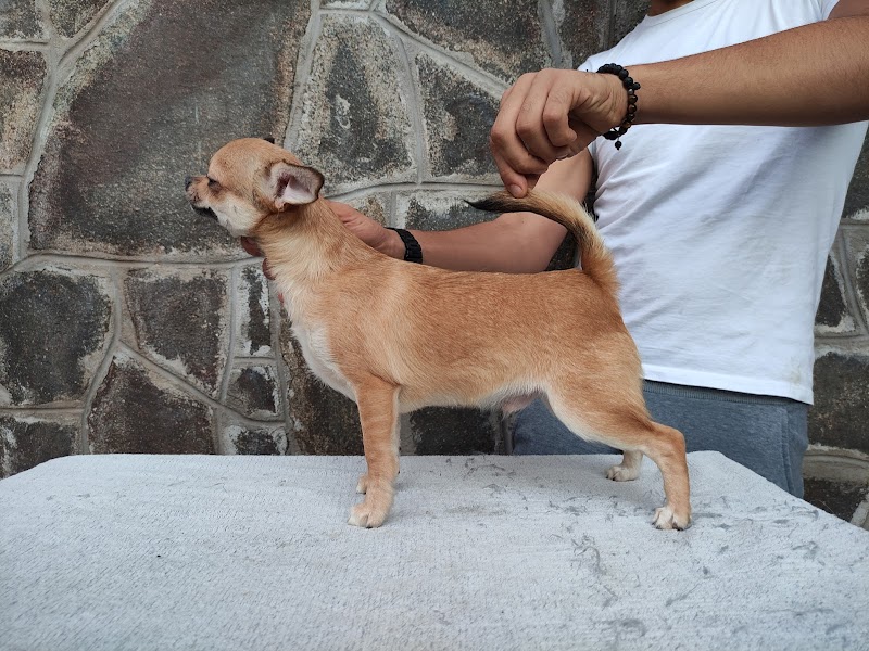 Allevamento Bizzochi Joys - Beagle e Chihuahua