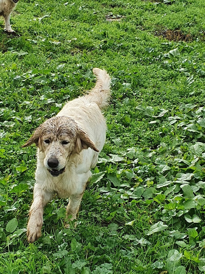Allevamento Over Dreams' Golden Retriever