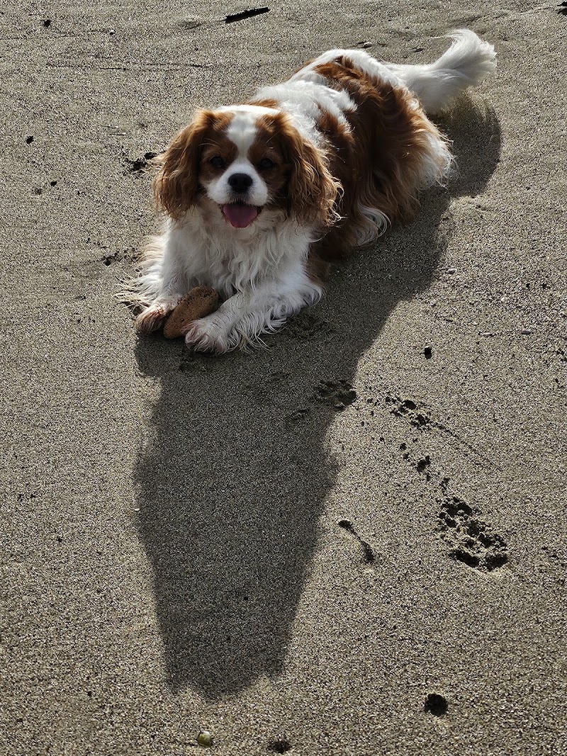 DOGVILLE -TOLETTA PER CANI