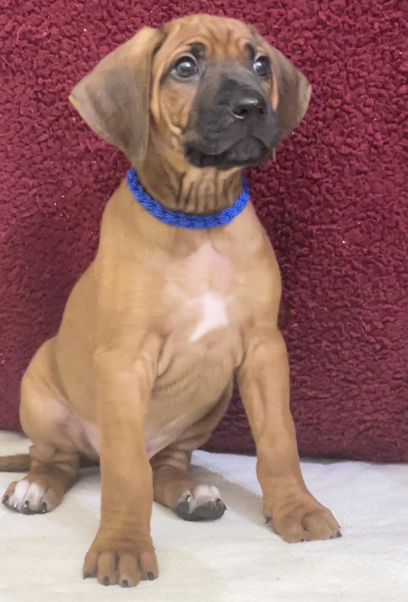 Indabayami Allevamento Rhodesian Ridgeback