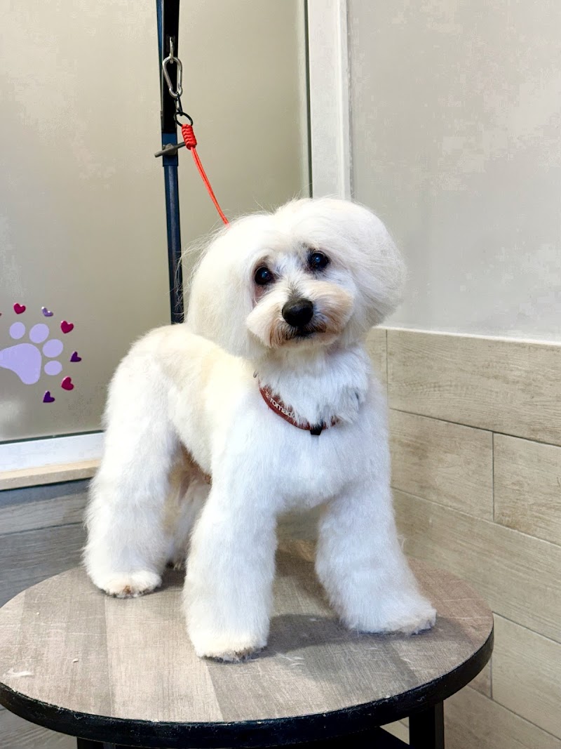 I Nostri Amici Grooming Salon