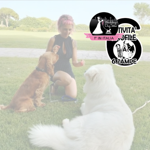 Educatore Cinofilo, Wedding Dog sitting, Pensione e Asilo per cani e gatti, Pet taxi, A6Zampe attività cinofile