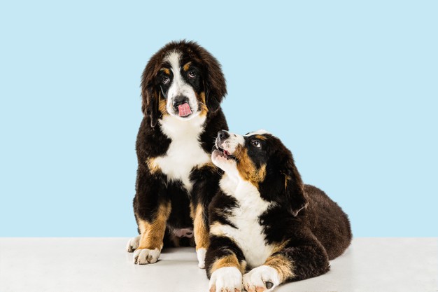 Dog Sitter Sante Roma
