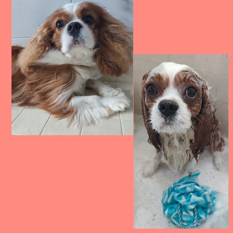 Nella Vecchia Fattoria Toelettatura Cani