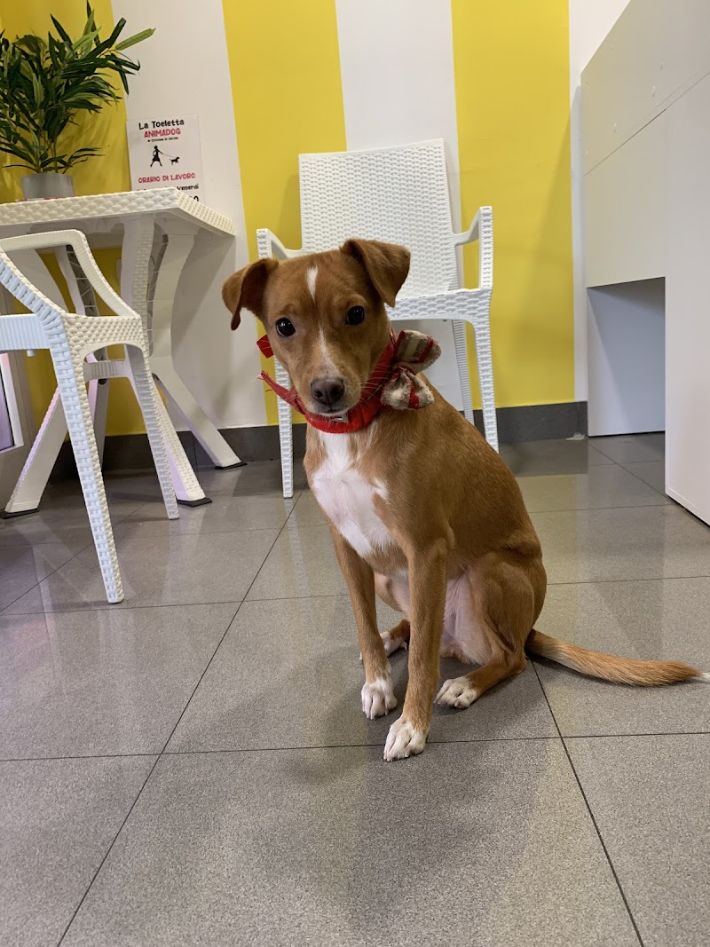 Toeletta Animadog di Cristina Di Nicola