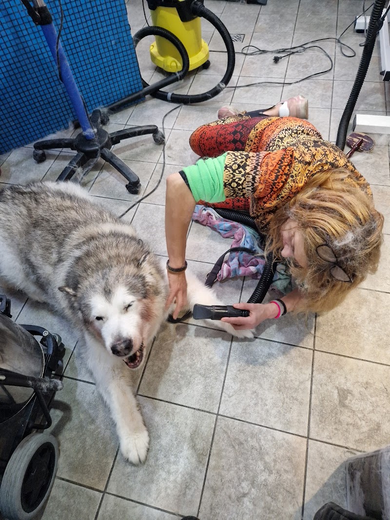 Felix&Lucy Pet Shop