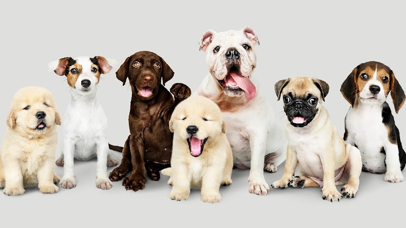 Family Dog Club - Asilo per cani diurno Roma