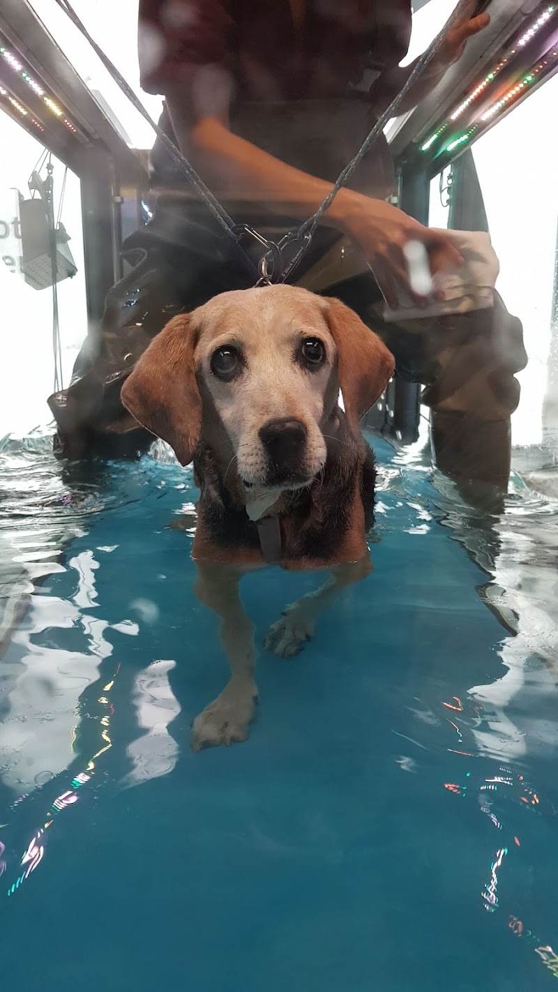 Riabilitazione Veterinaria