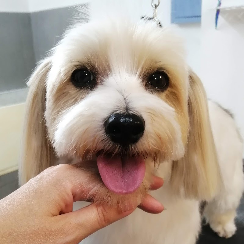 Grooming 4Pets