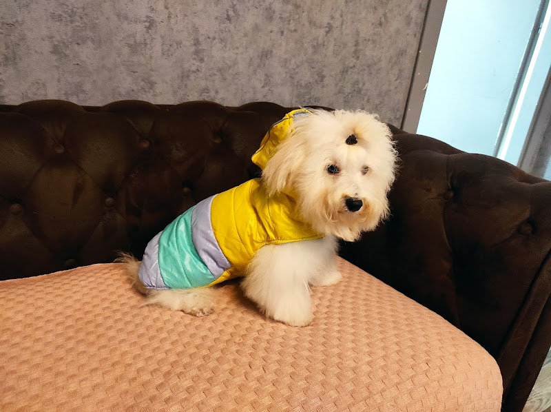 Toeletta PETtinati - Dog Spa & Pet Shop