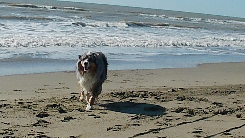 Verdi Pascoli pensione per cani - Claudia Metta