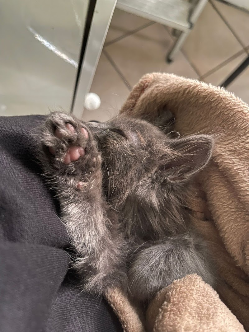 Ambulatorio Veterinario Dr. Rocco Paolo