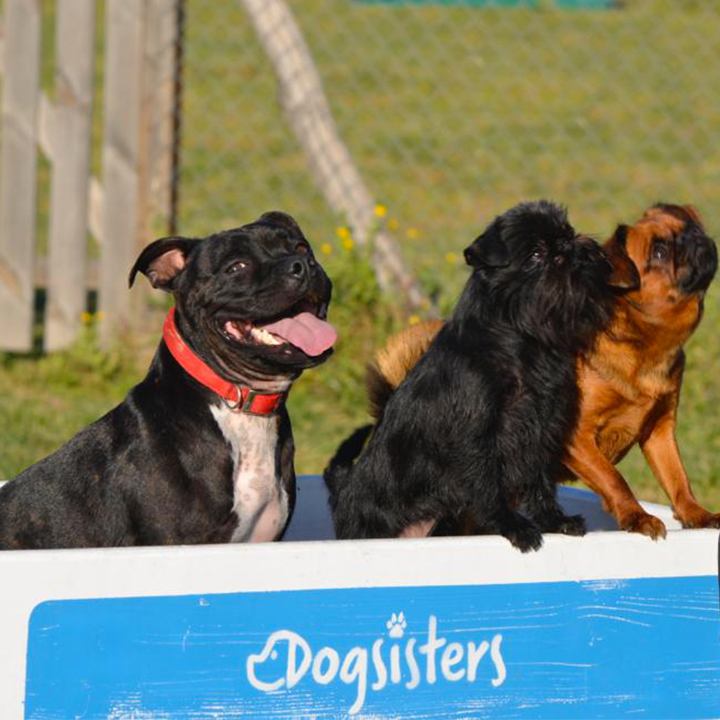 DOGSISTERS - Centro addestramento cinofilo