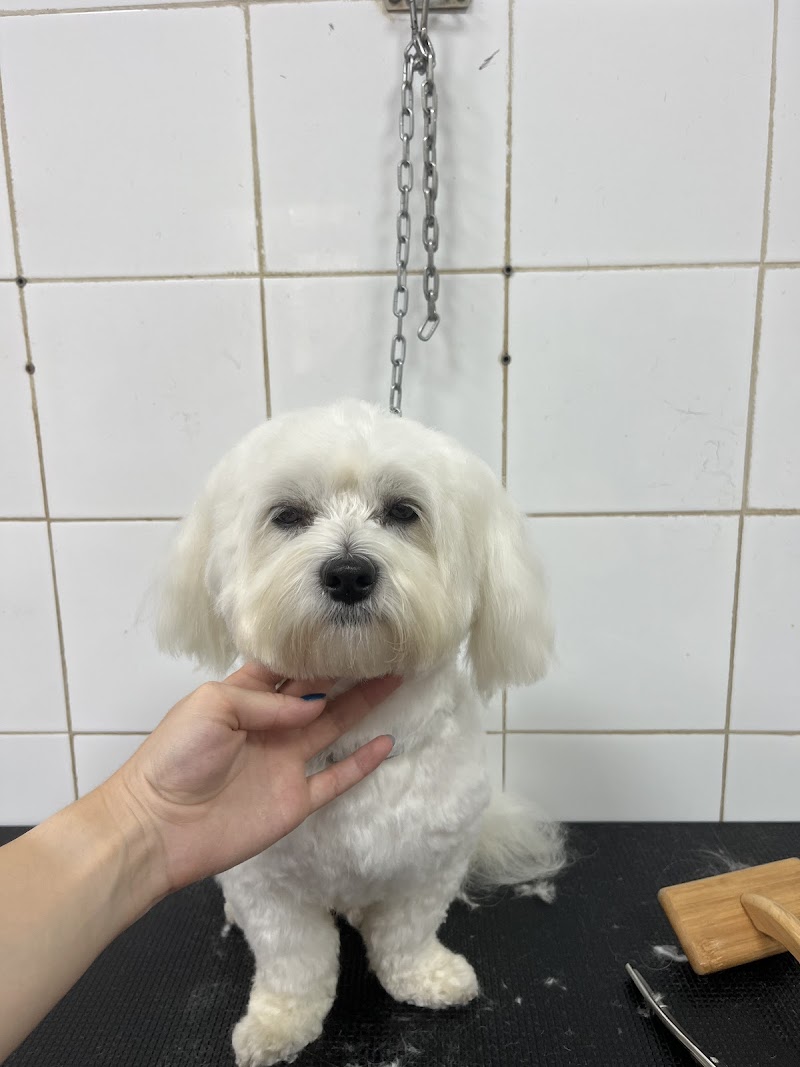 Arypetland Toeletta e PetShop