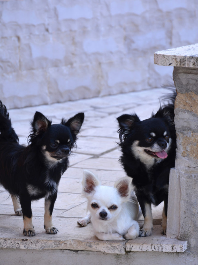 Rio Verde Fate - Allevamento cani Chihuahua e Maltesi