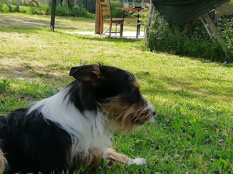 hakuna matata dog roma asd