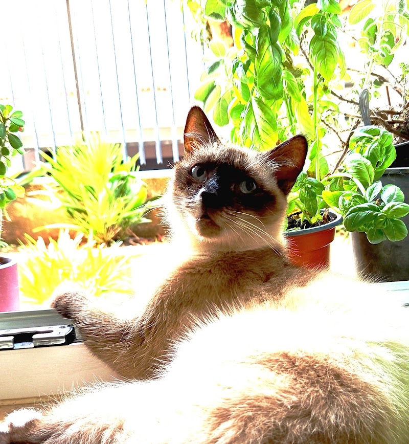Veterinario-Green Vet