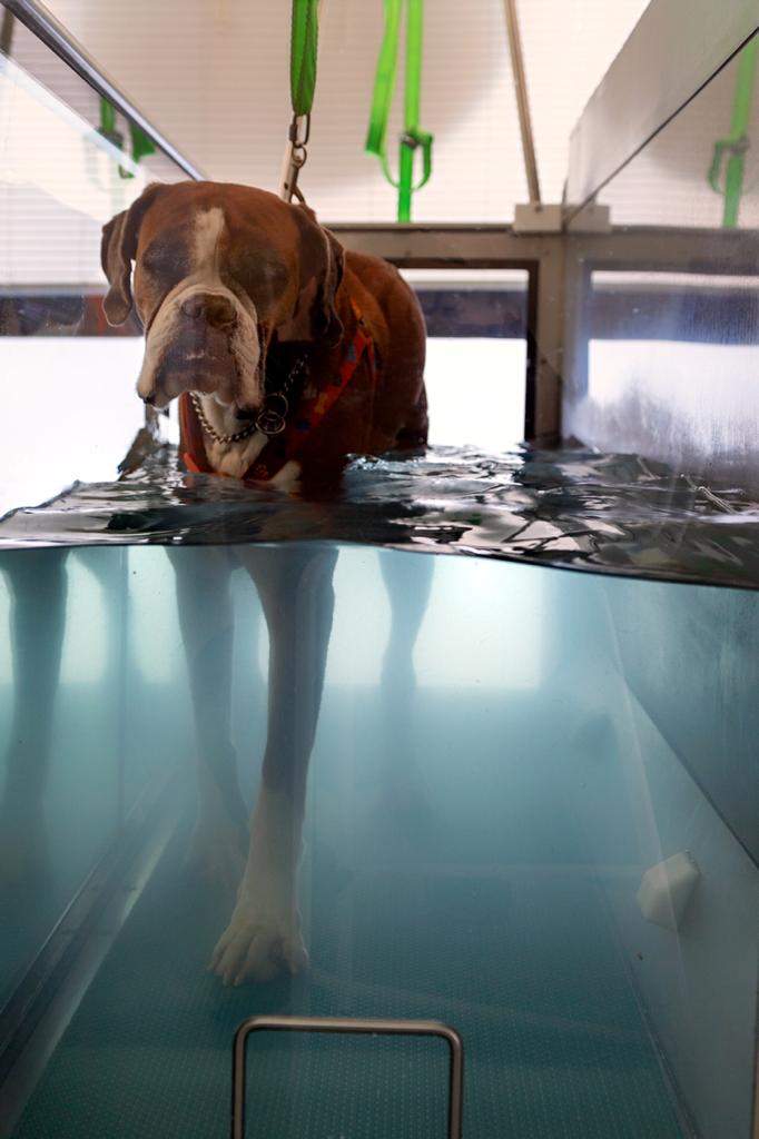BODY PET ROMA Fisioterapia/Riabilitazione Veterinaria Animale- Roma