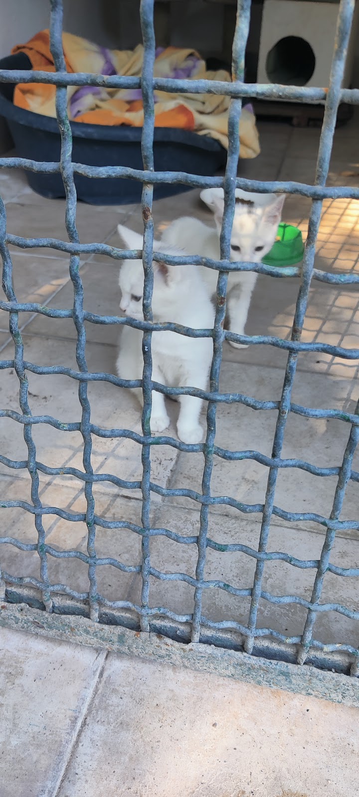 Clinica/pensione Veterinaria Laurentina