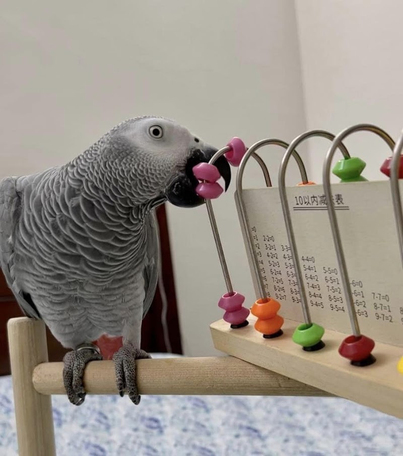 African Grey parrots for sale
