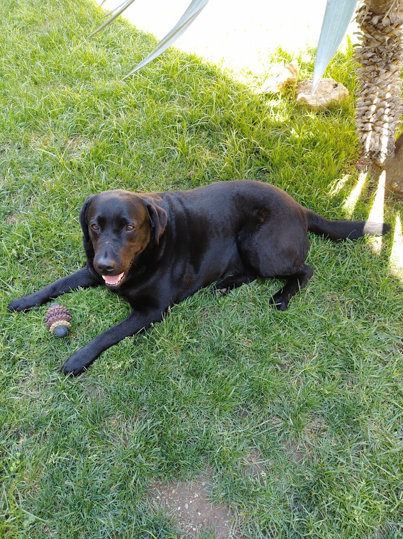 Ambulatorio Veterinario Ostia Antica