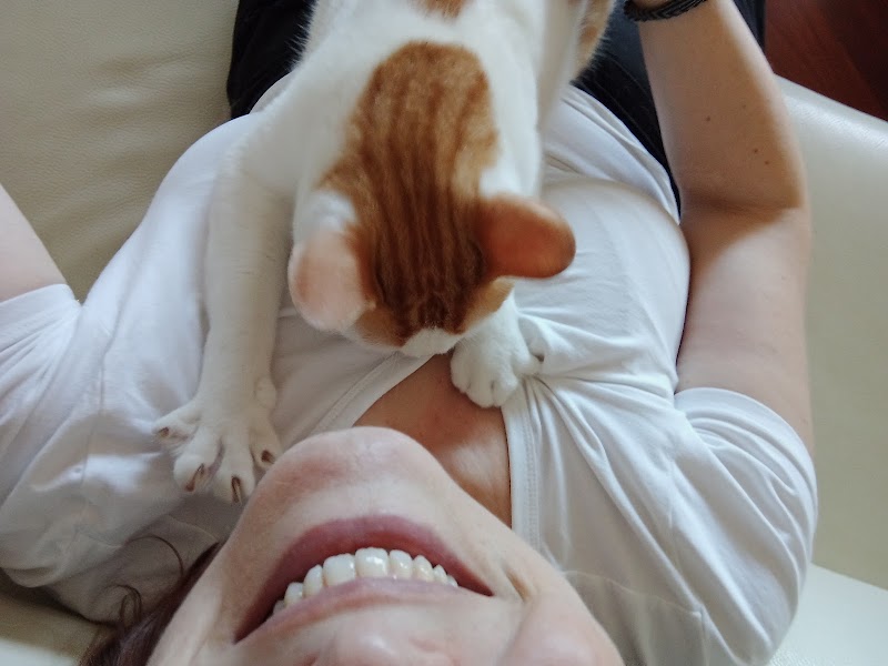 Catsitter a domicilio - Three imaginary Cats di Claudia Corsini