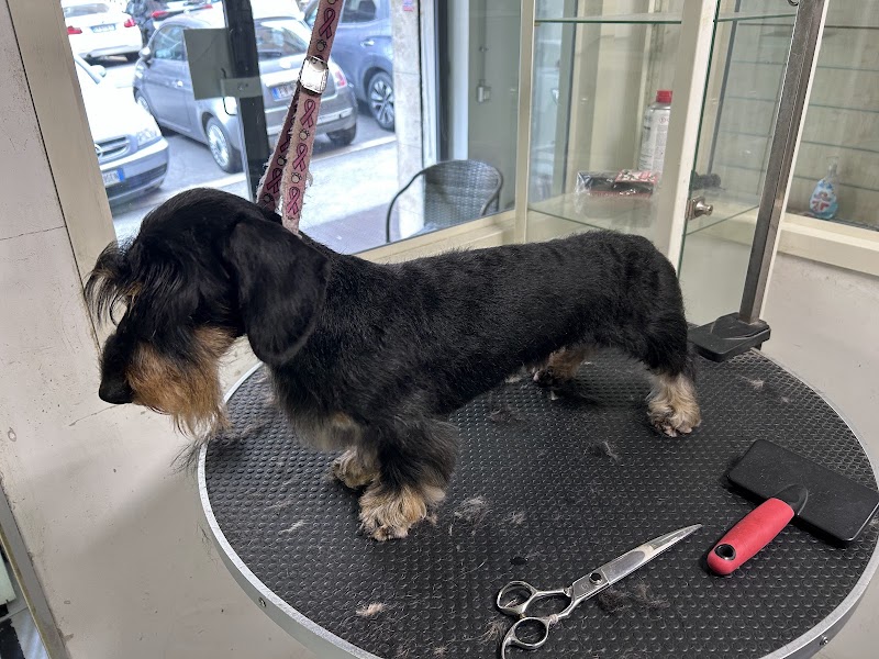 Beauty Dog Toeletta Professionale Per Cani