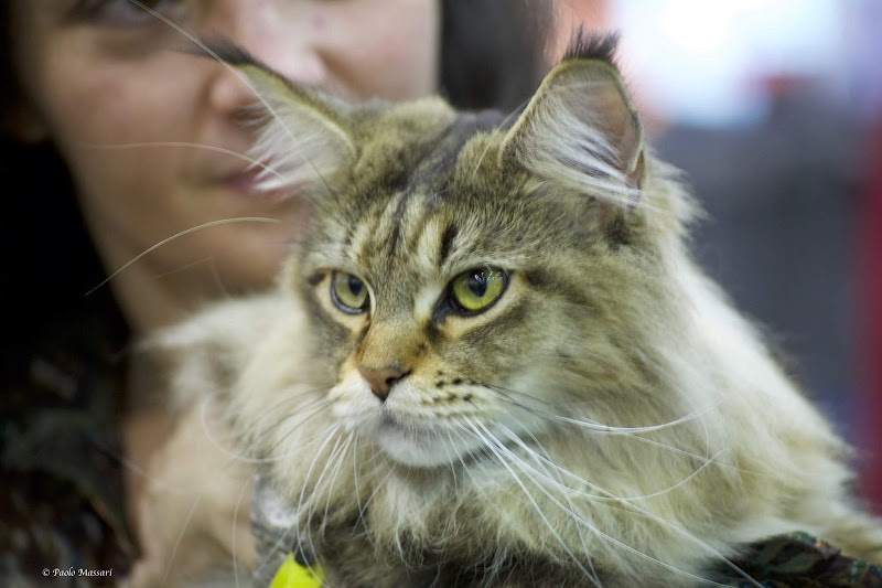 LIONHEART KINGS MAINE COON