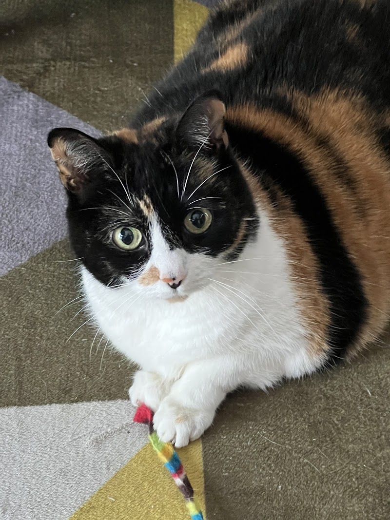 Marialaura Cat Sitter e Consulente della Relazione Felina