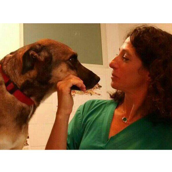 Surgery Veterinarian Laurentino