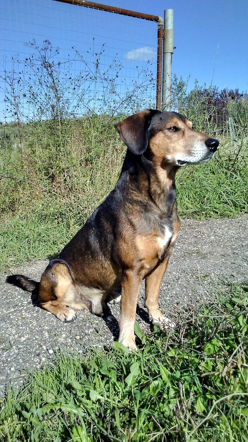 Ambulatorio Veterinario Porcino Giorgio