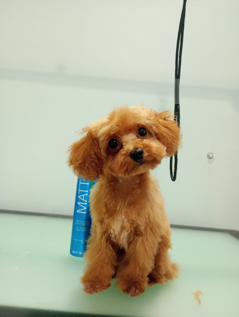 Odb Pet Parlour