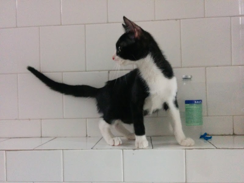 Ambulatorio Veterinario Dott. Gigante VETERINARIA NOVI