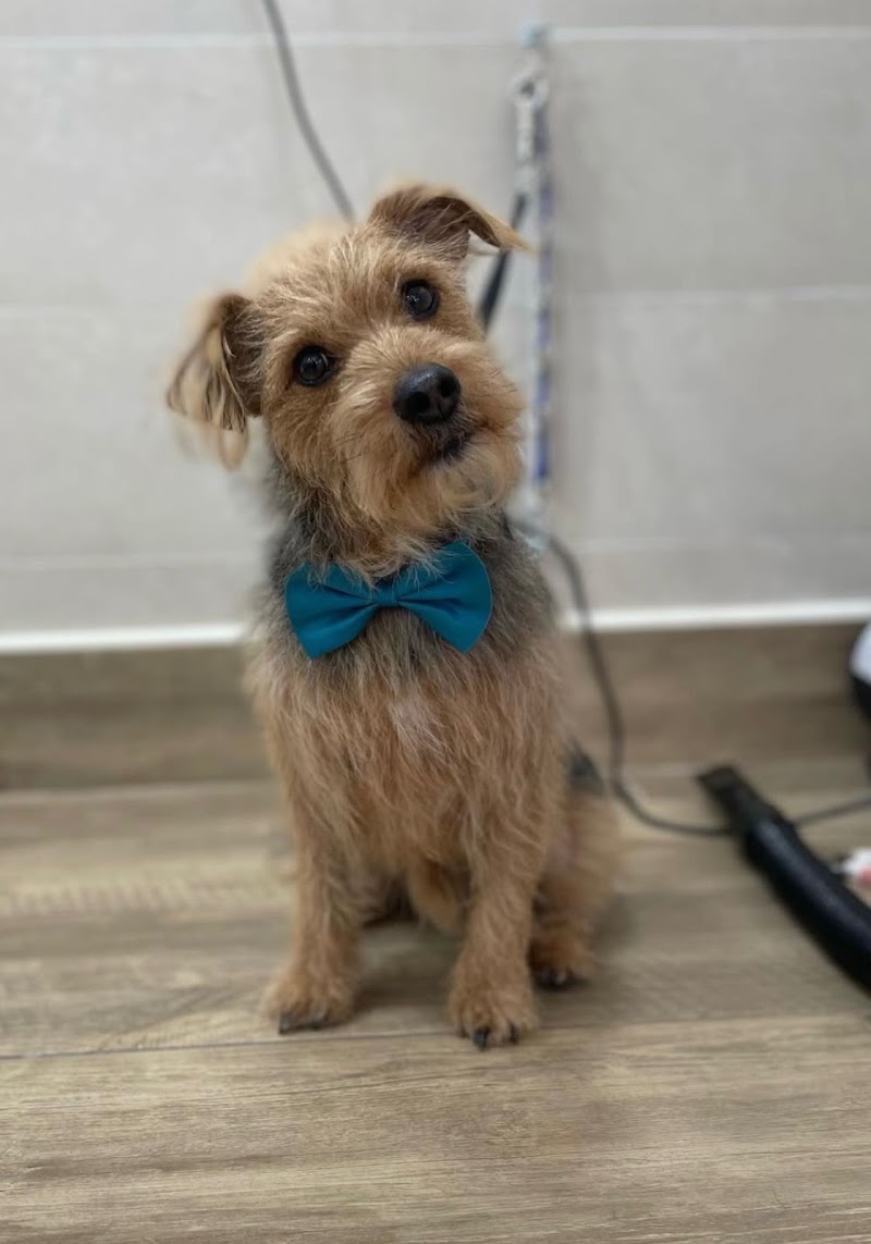 Lilly's Grooming