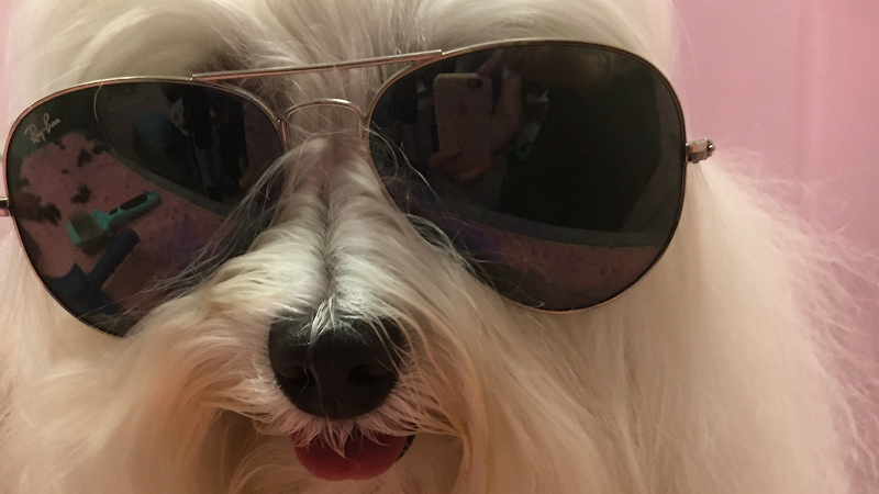 Spoiledog toeletta per cani viziati