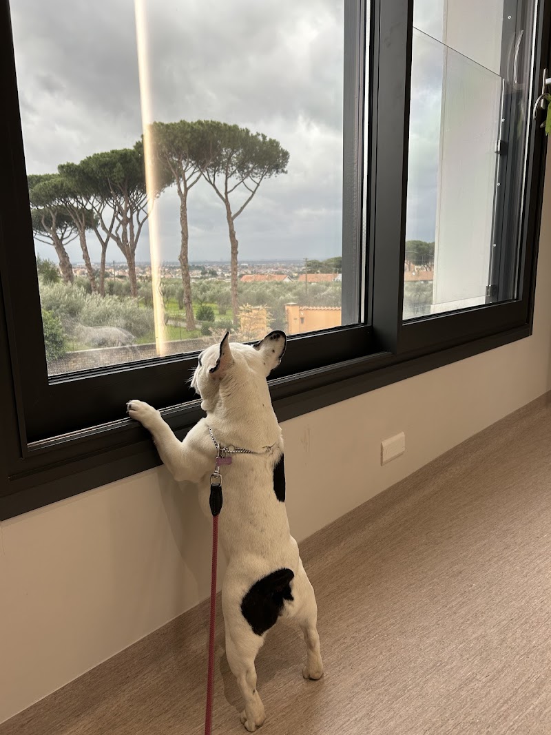 SeeVet di Nunzio D'Anna Oculista Veterinario (ECVO)
