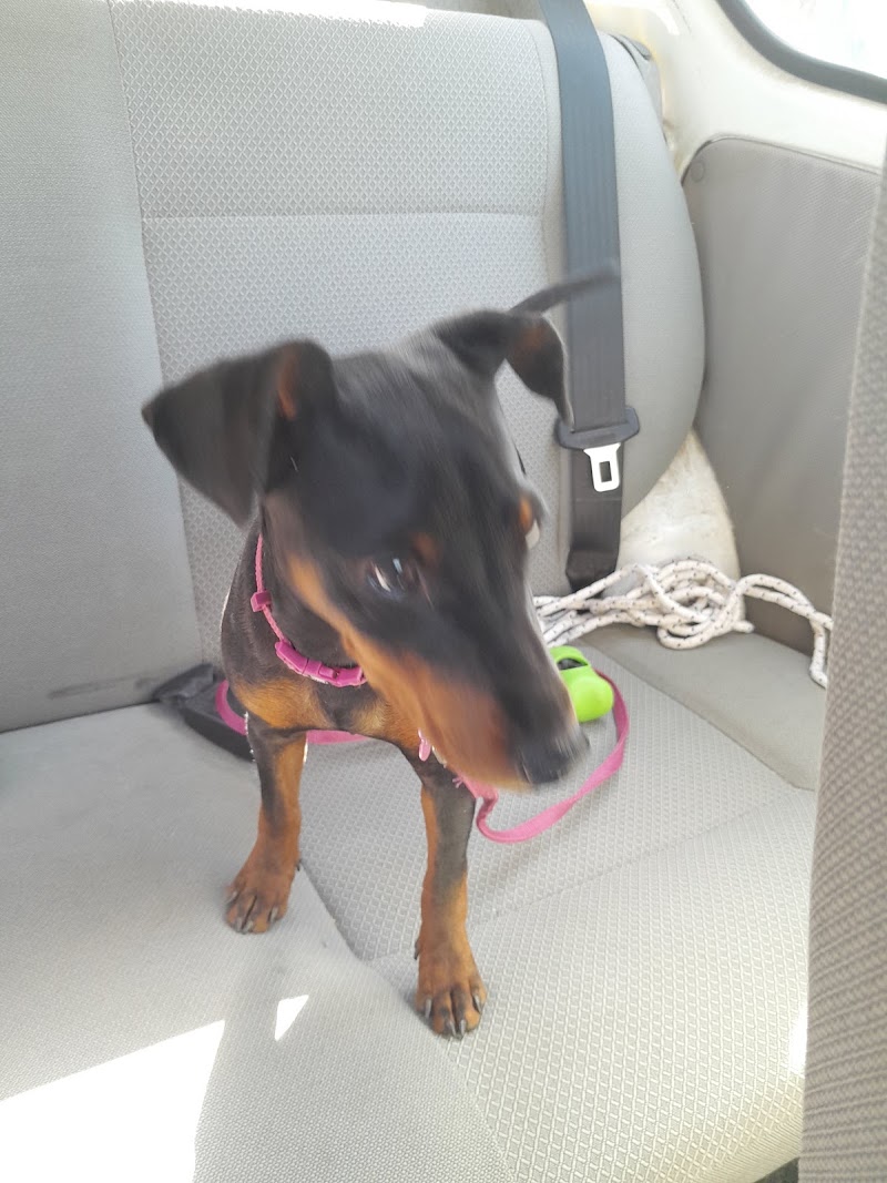 Allevamento amatoriale zwergpinscher di Grieco Silvia