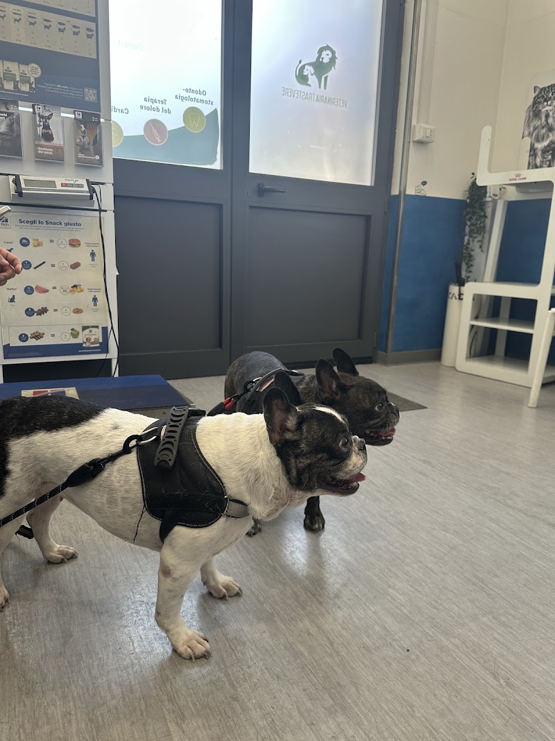 Surgery Veterinarian Trastevere