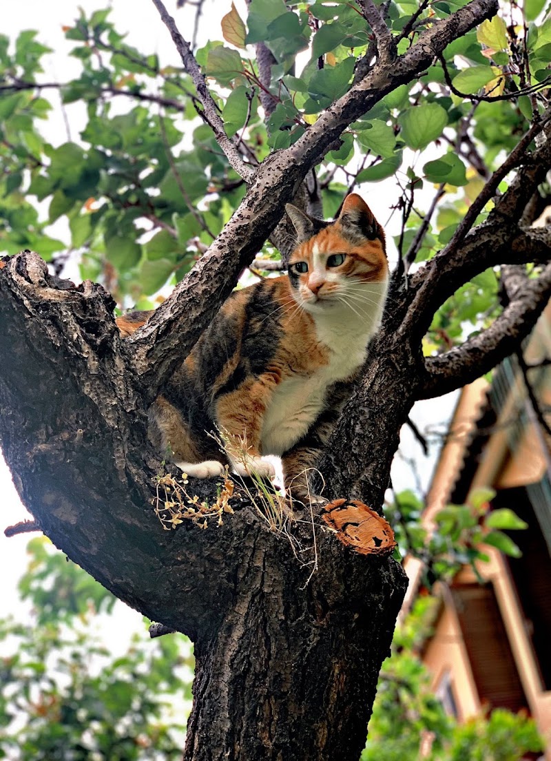 I Gatti di Val Cannuta