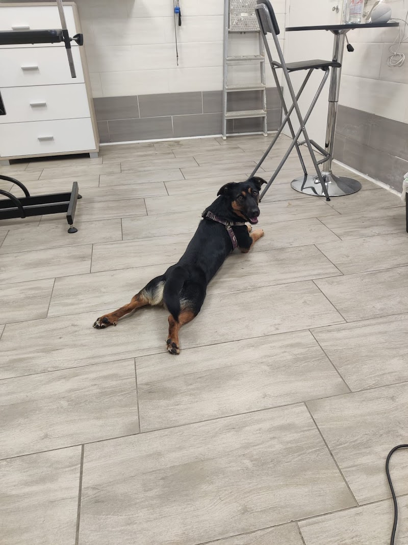 Beauty dog dragona